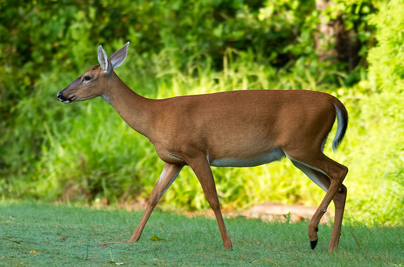 white-tailed deer
