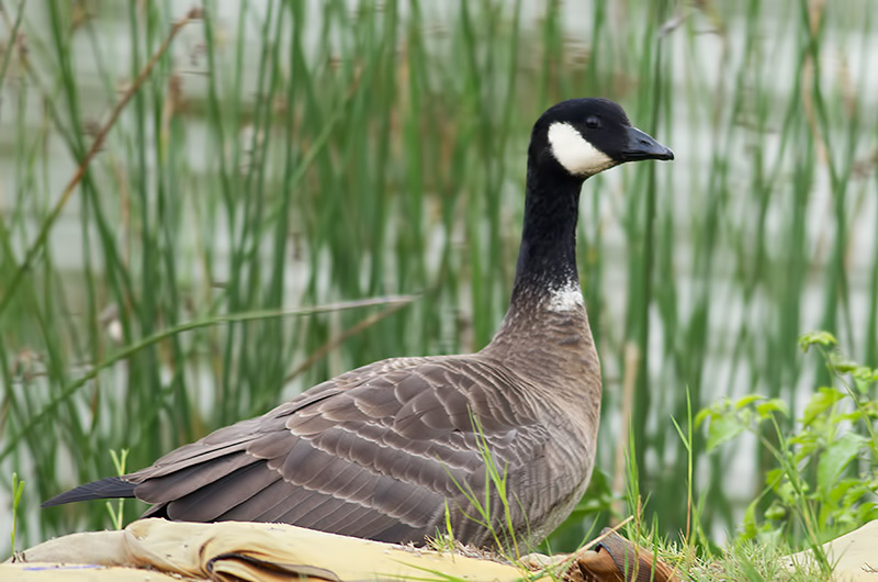 Aleutian Canada goose?
