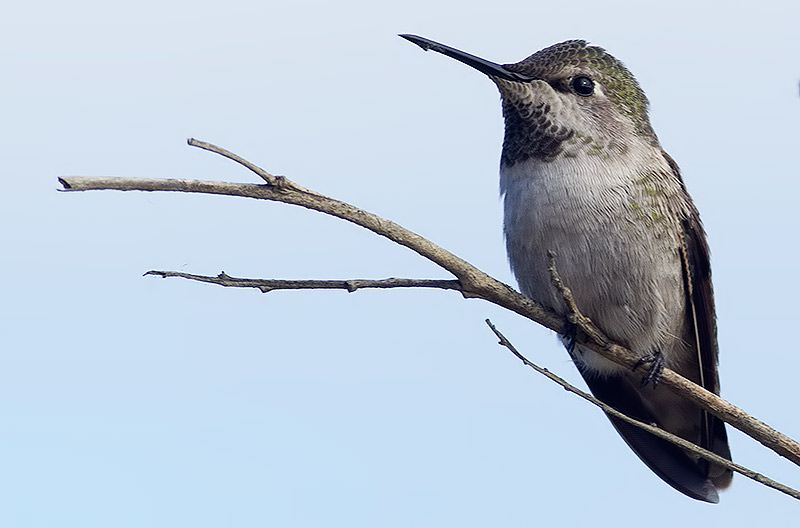 Anna's hummingbird