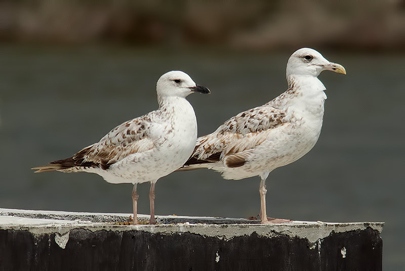 Armenian and Caspian gulls