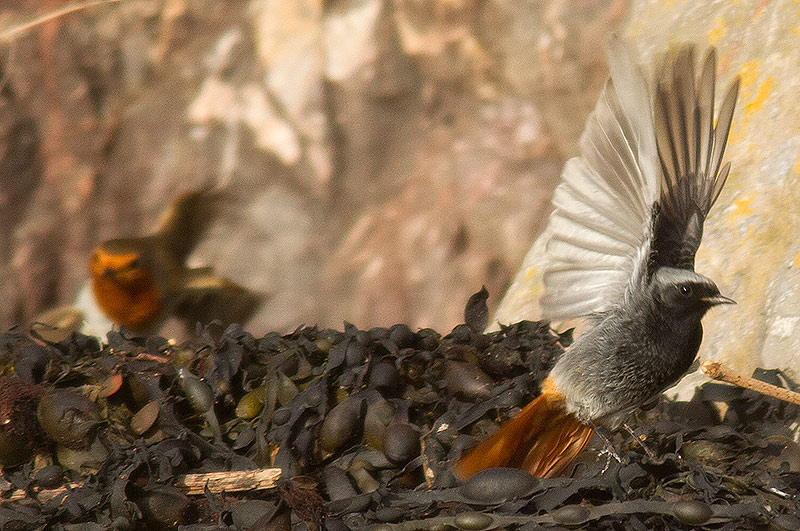 black redstart