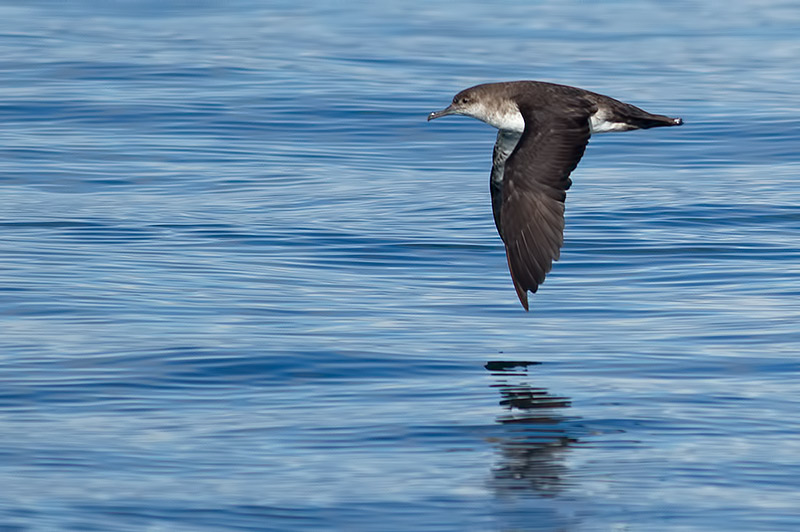 black-vented shearwater