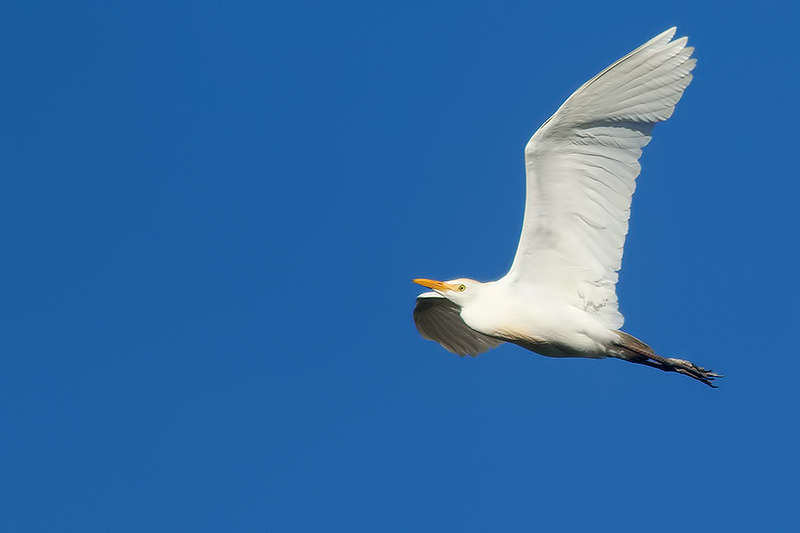cattle egret