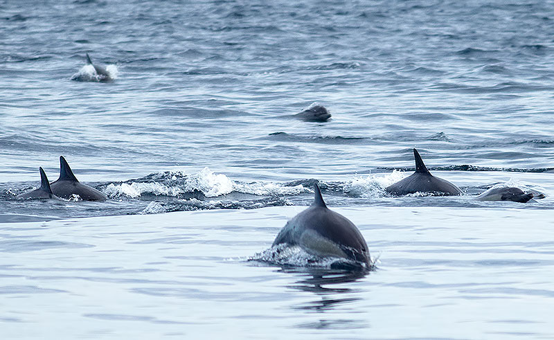 common dolphins