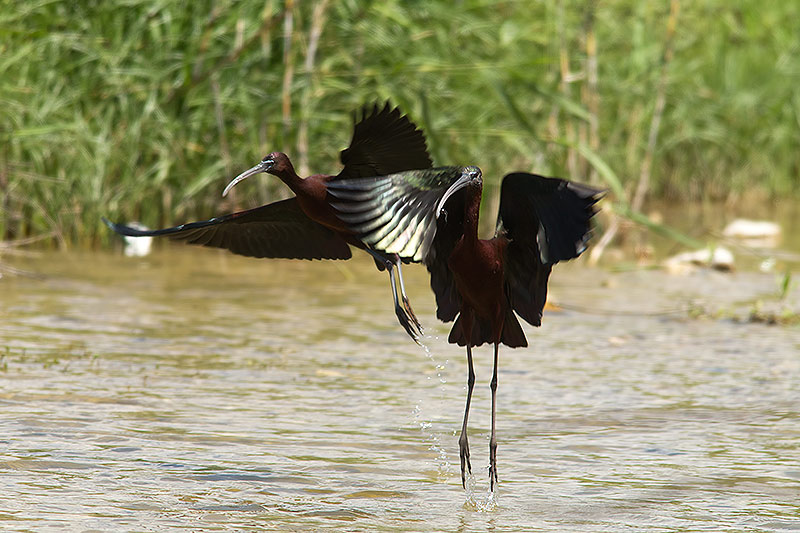 glossy ibis