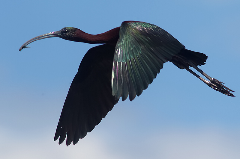 glossy ibis
