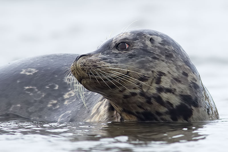harbour seal