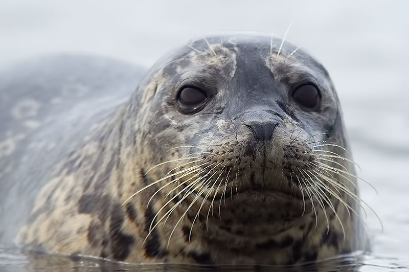 harbour seal