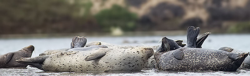 harbour seal