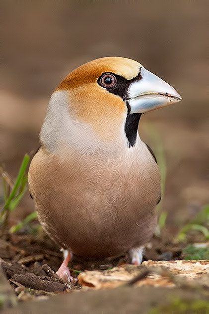 hawfinch