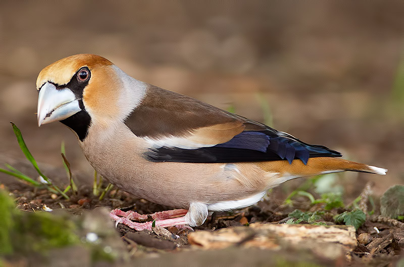 hawfinch