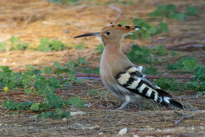 hoopoe