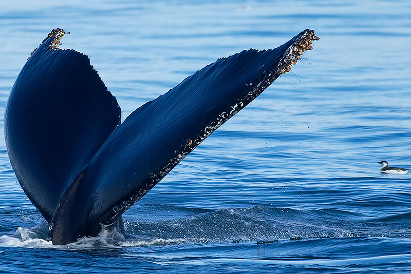 humpback whale