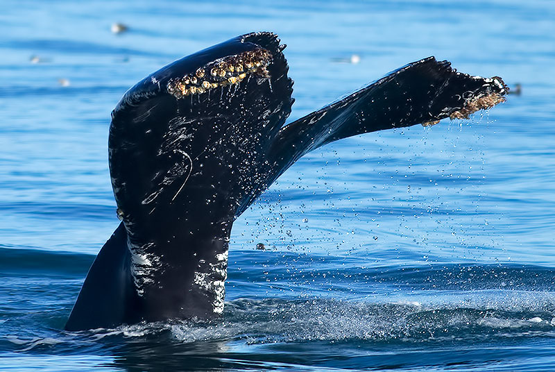 humpback whale
