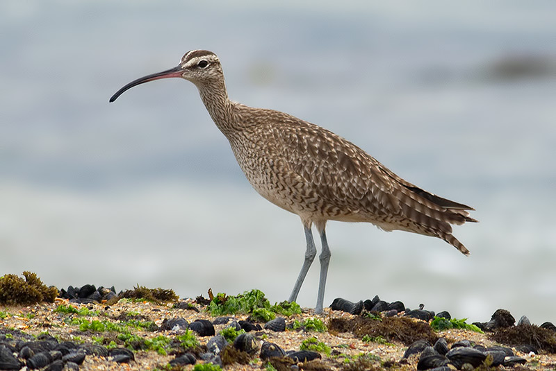 Hudsonian whimbrel