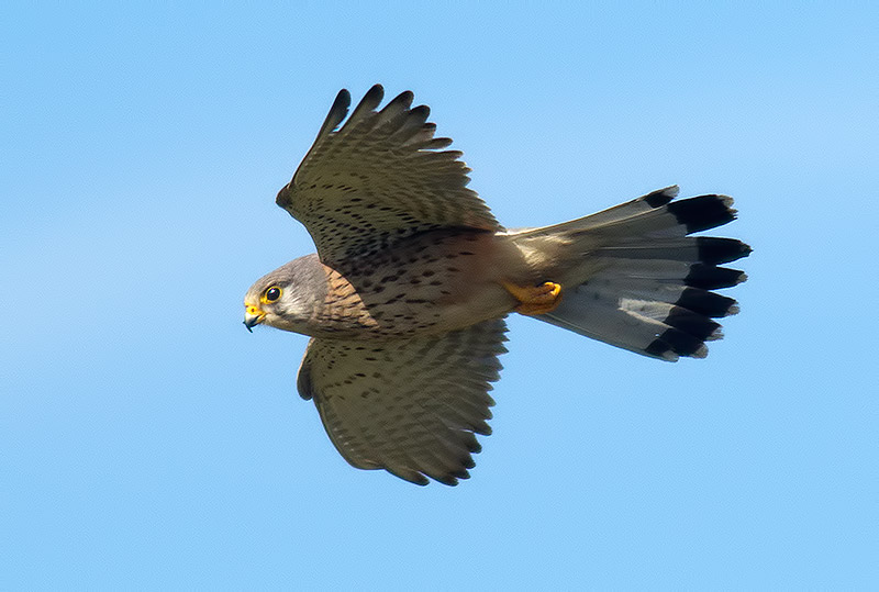 kestrel