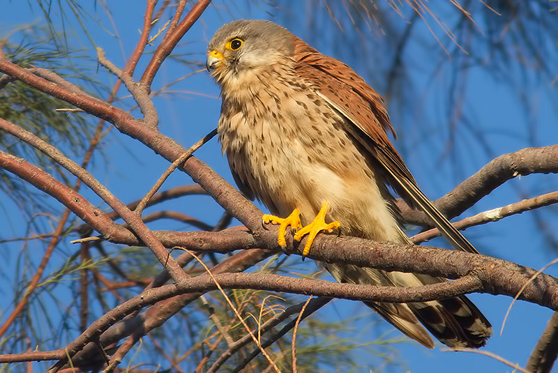 kestrel