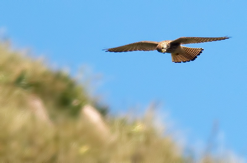 lesser kestrel