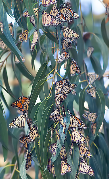 monarchs
