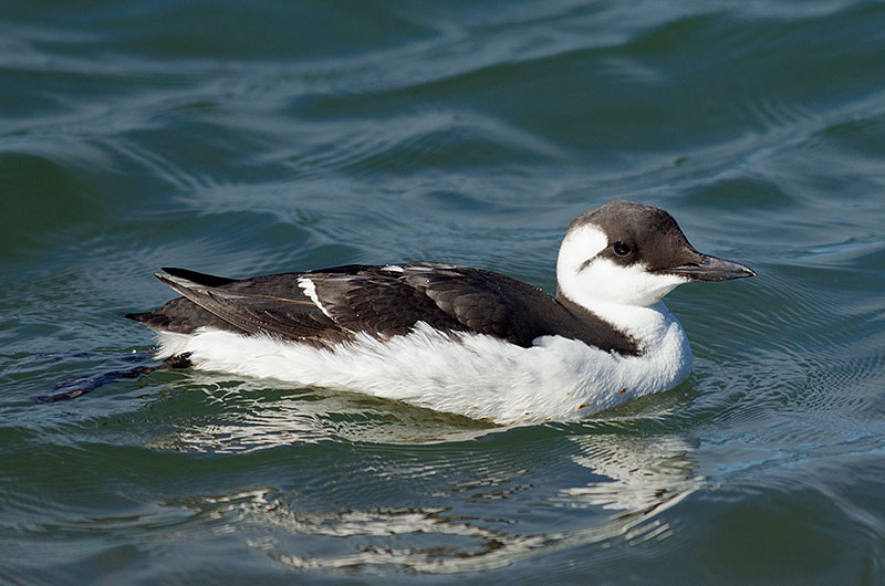 common murre