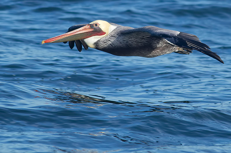 Brown pelican