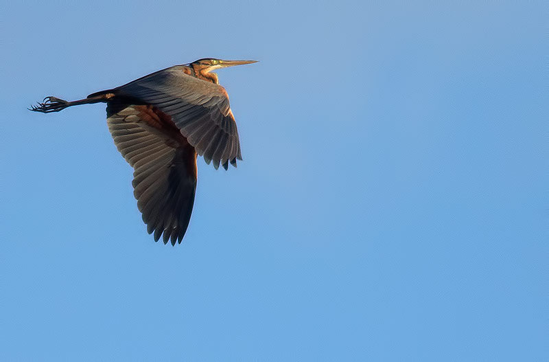 Purple heron