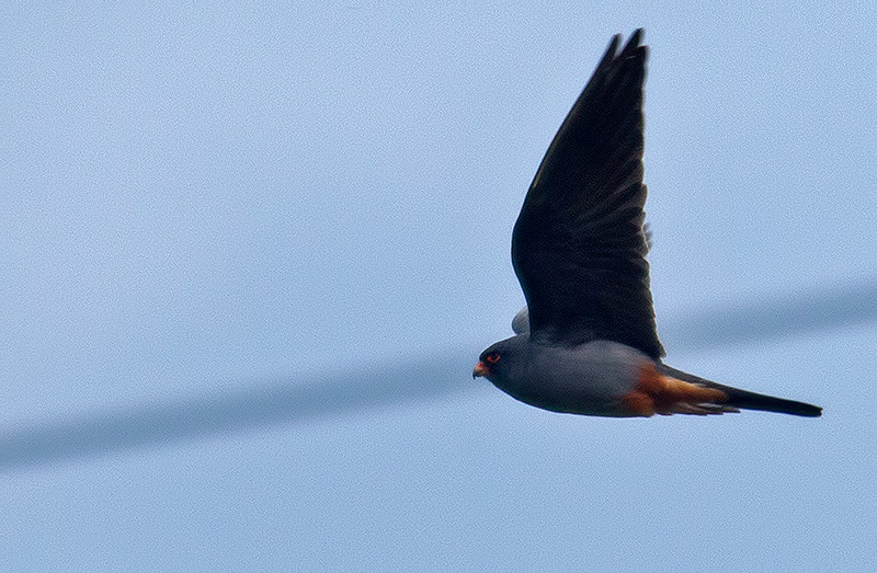 red-footed falcon