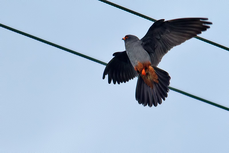 red-footed falcon