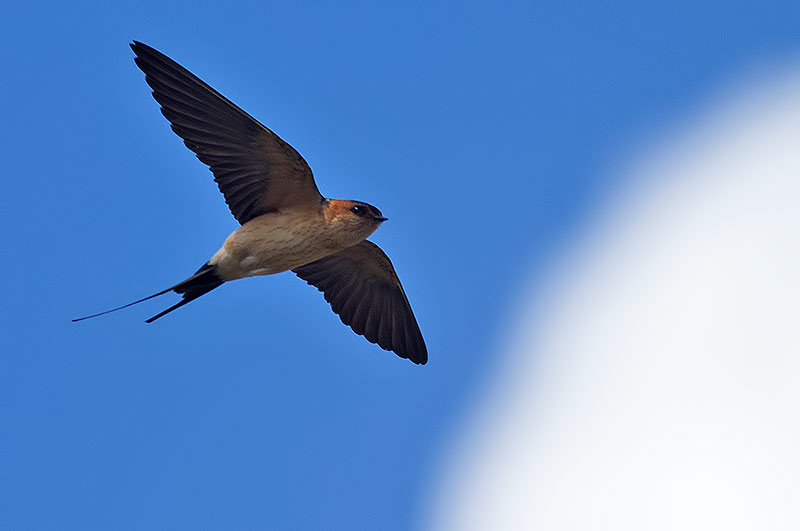 red-rumped swallow