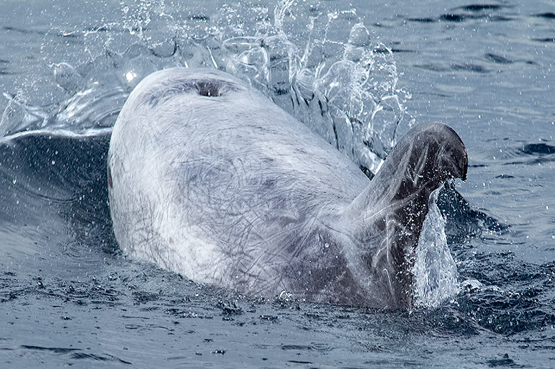 Risso's dolphin