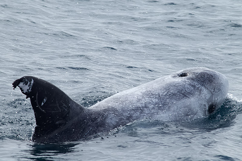 Risso's dolphin