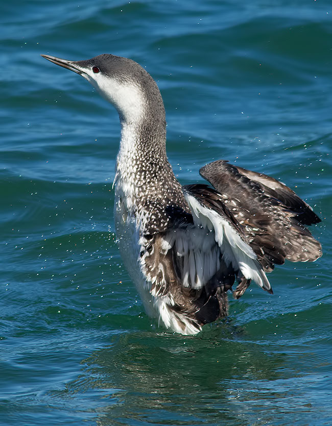 red-throated loon