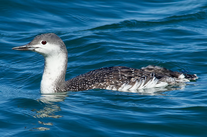 red-throated loon