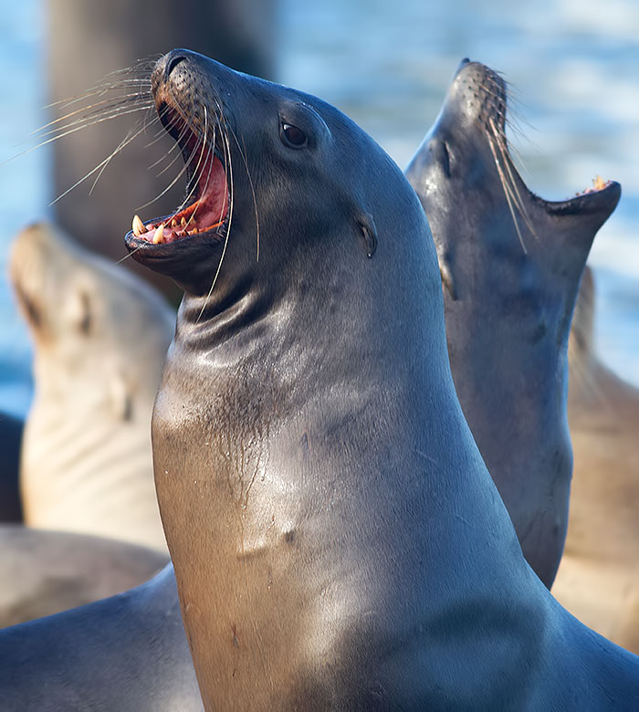 California sea lion