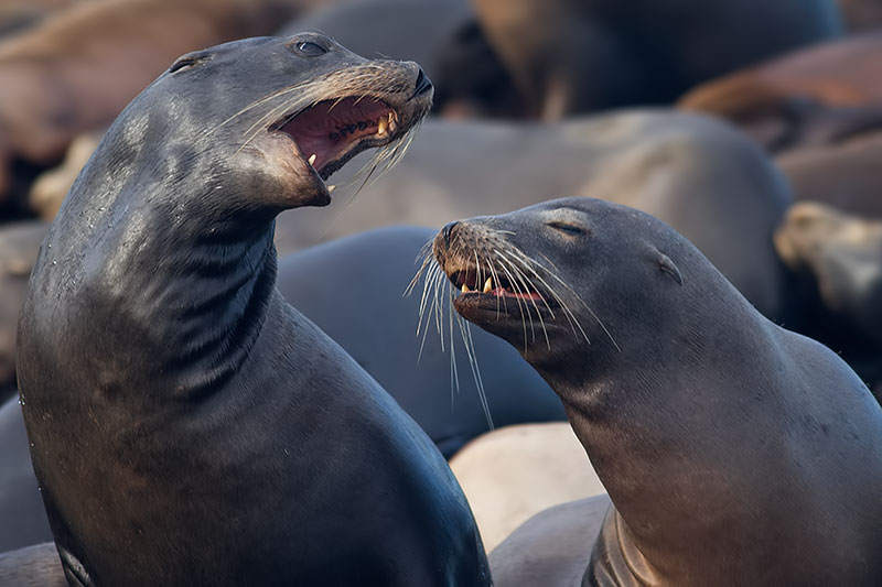 California sea lion