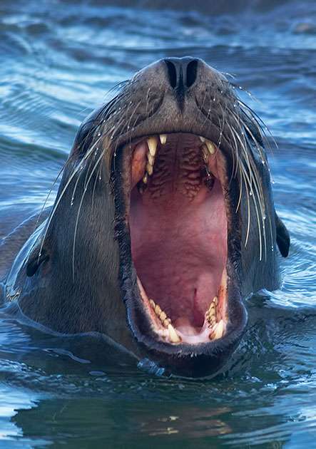California sea lion