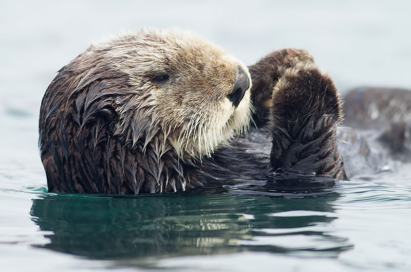 sea otter