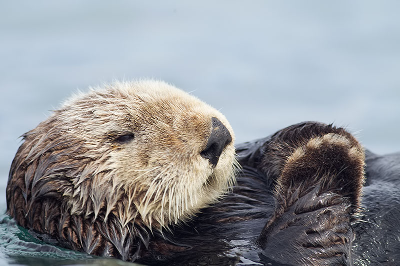 sea otter