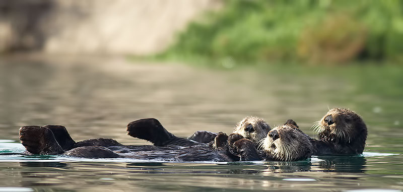 sea otter