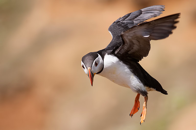 puffin