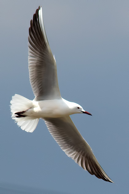 slender-billed gull