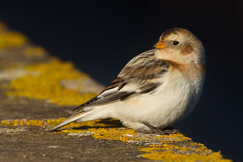 snow bunting