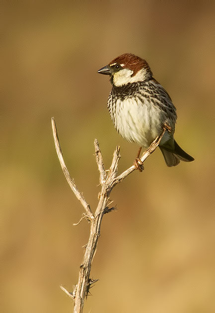 Spanish sparrow