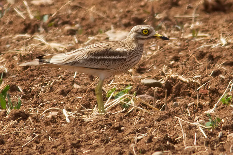 stone curlew