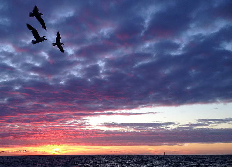 gulls at sunset