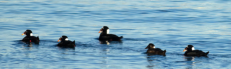 surf scoter
