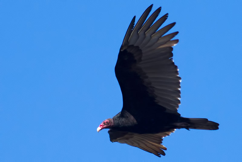 turkey vulture