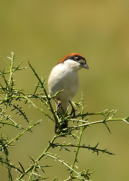 Woodchat