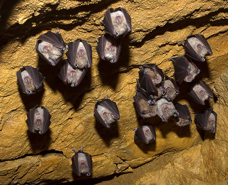 greater horseshoe bat
