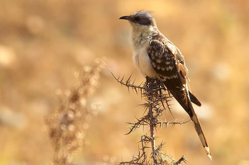 great-spotted cuckoo